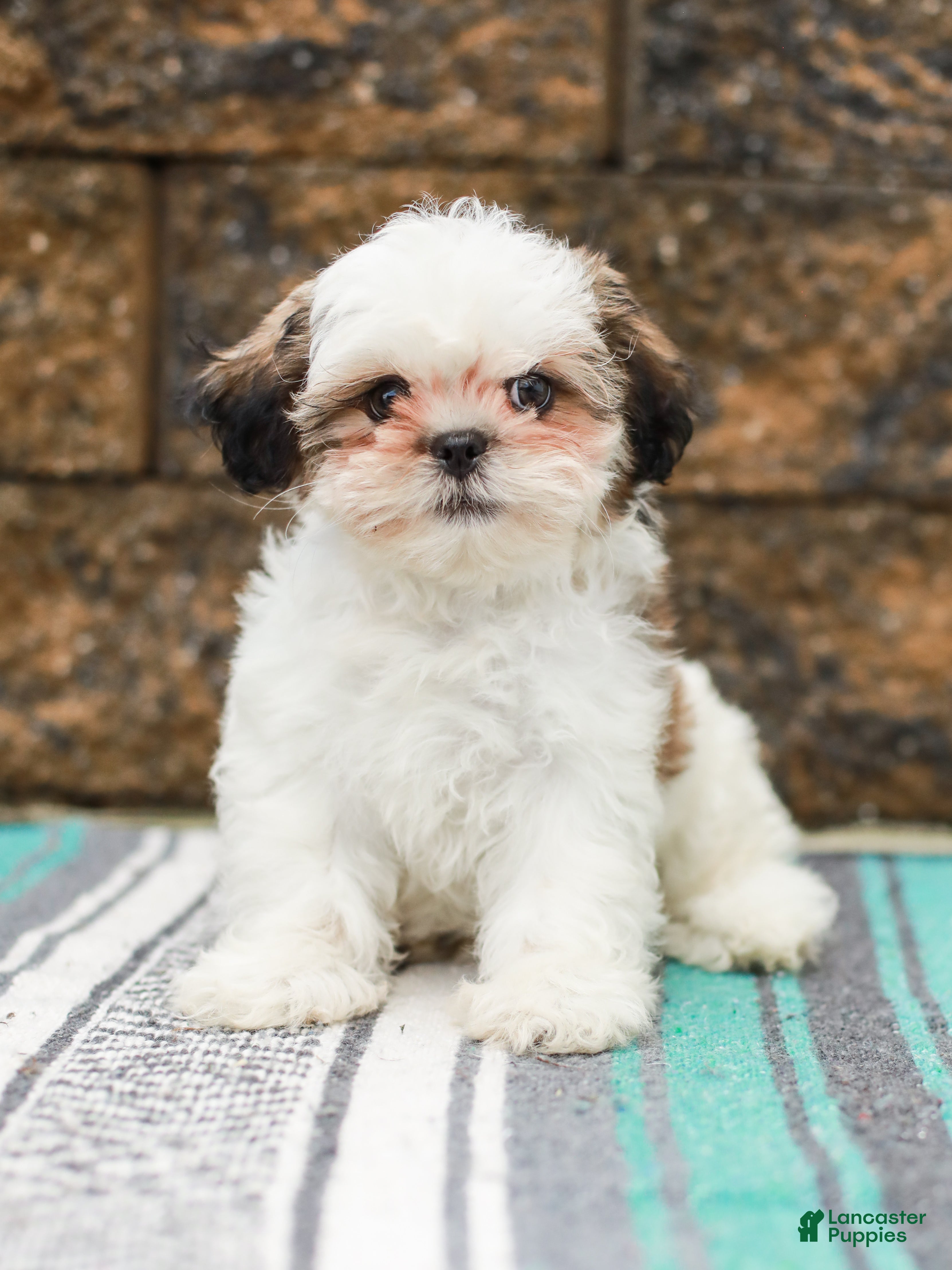 Shih Tzu dogs Buttons (Raised in Home, Crate Trained & Potty Training!) - Ad 2