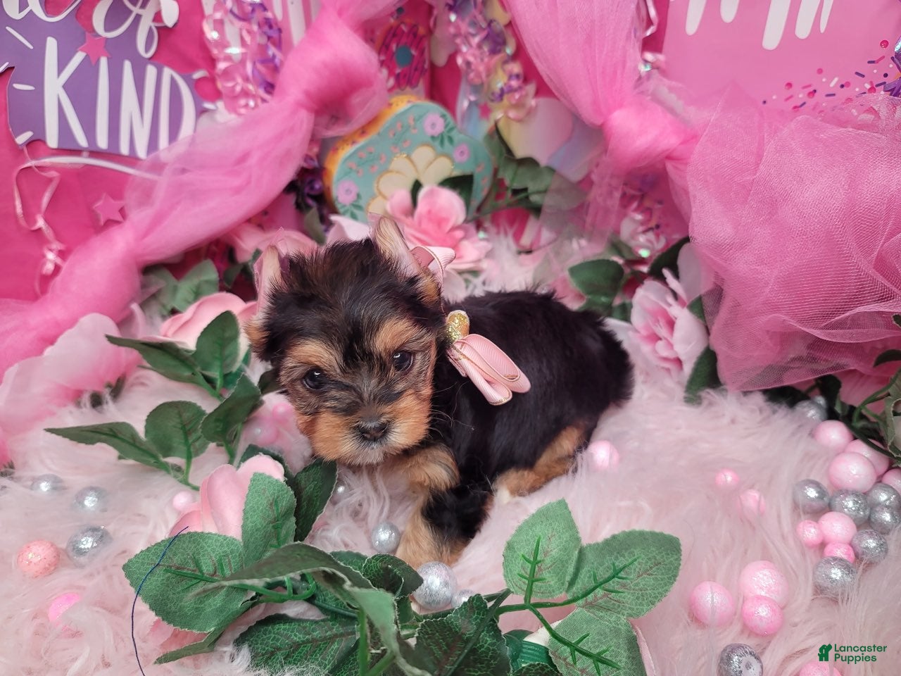 Yorkshire Terrier dogs for sale: Loveable - Ad 1