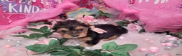 Yorkshire Terrier dogs for sale: Loveable - Ad 1