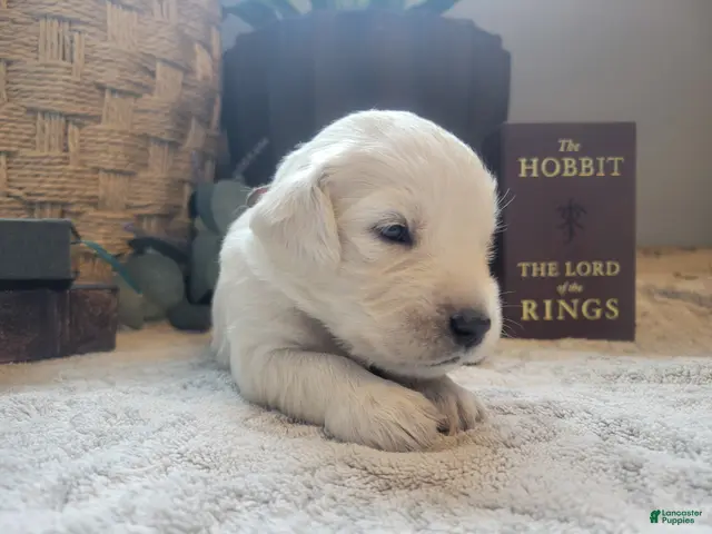 Golden Retriever dogs for sale: Galadriel, Champion Sired - Ad 6