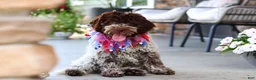 Lagotto Romagnolo dogs for sale: Leo - Ad 3