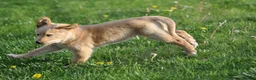 Mixed Breed dogs for sale: Cheerio - Ad 6