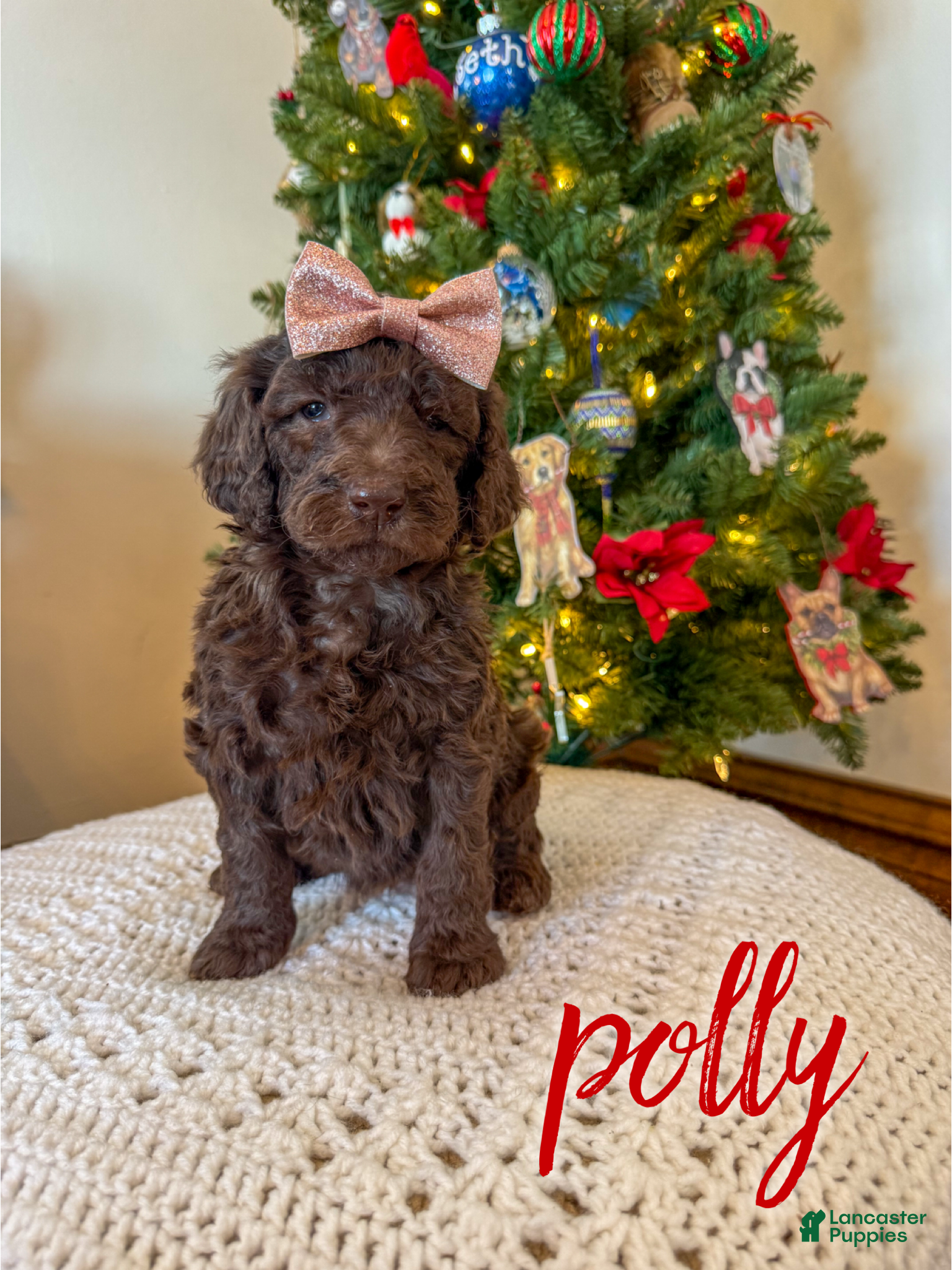 Mixed Breed dogs Polly - Ad 4
