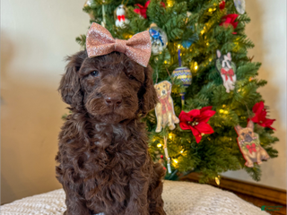 Mixed Breed dogs Polly - Ad 4