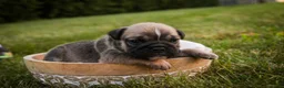 English Bulldog dogs for sale: Winnie English Bulldog  - Ad 5
