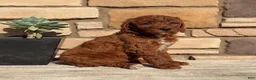 Mini Goldendoodle dogs for sale: Destiny - Ad 1