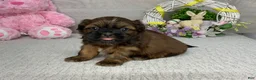 Shih Tzu dogs for sale: Leo - Ad 3