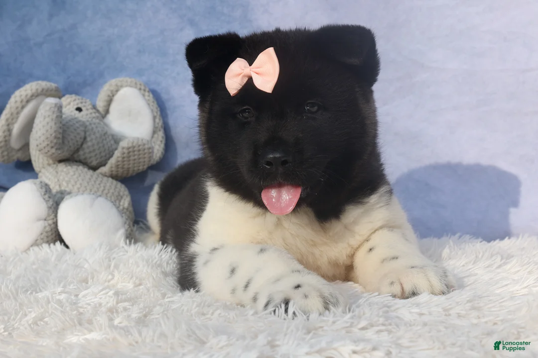 Akita dogs for sale: Olive - Ad 24
