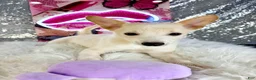 Mixed Breed dogs for sale: Scrappy - Ad 4