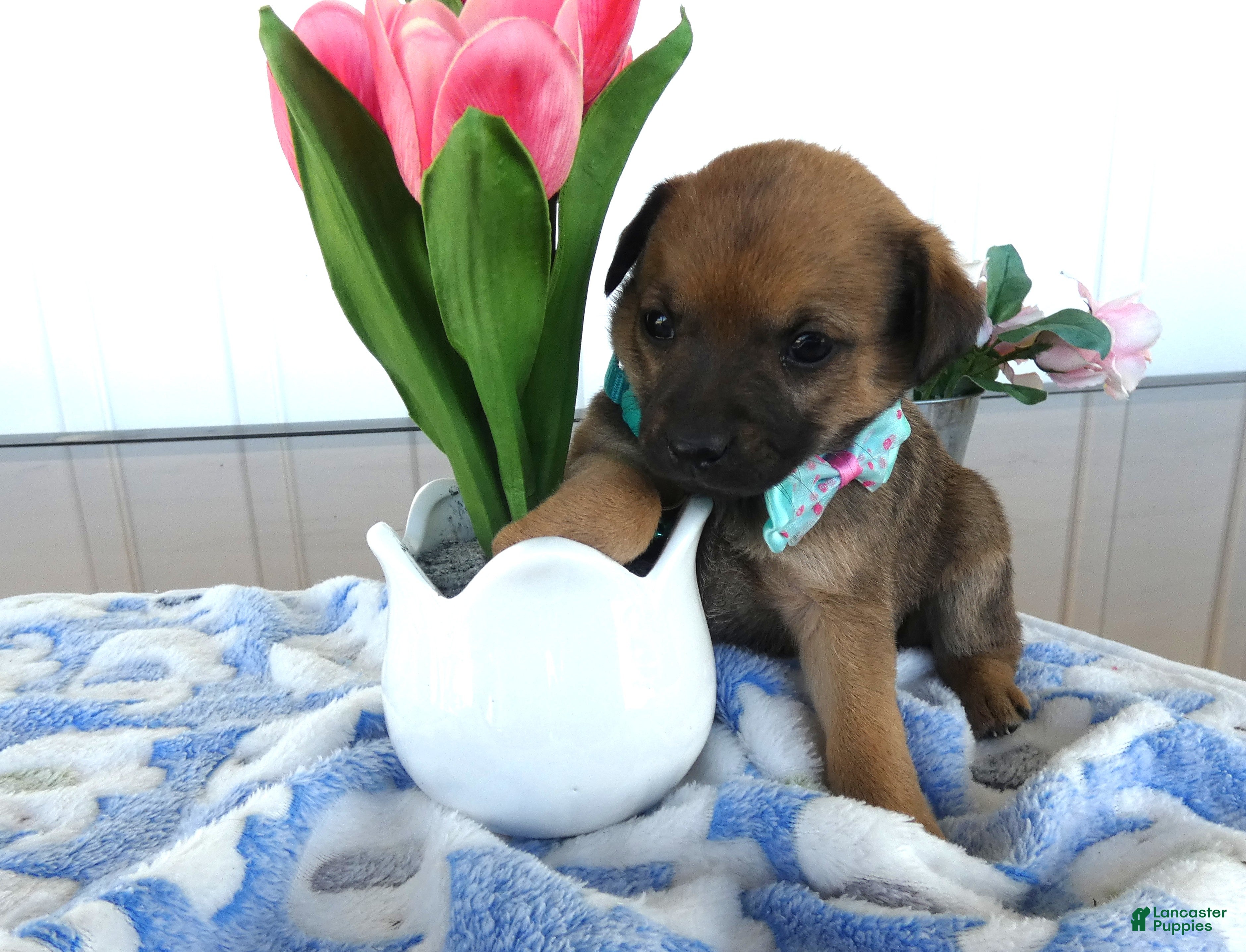 Chihuahua dogs Chihuahua Puppy 4 Tara - Ad 38
