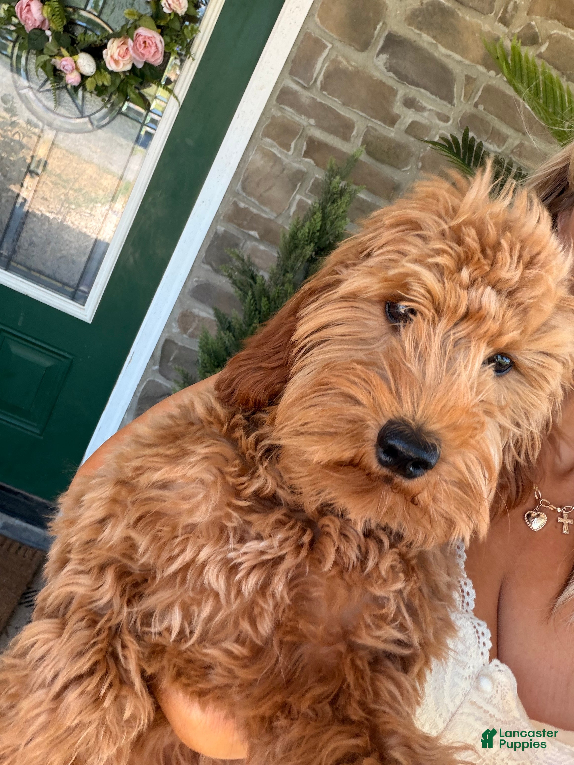 Goldendoodle dogs Della - Ad 1
