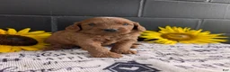 Mini Goldendoodle dogs for sale: Mini-Marlo - Ad 6