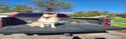 Border Collie dogs for stud: Gold/White ABCA & AKC Registered Stud - Ad 3