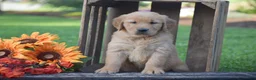 Golden Retriever dogs for sale: Percy - Ad 4