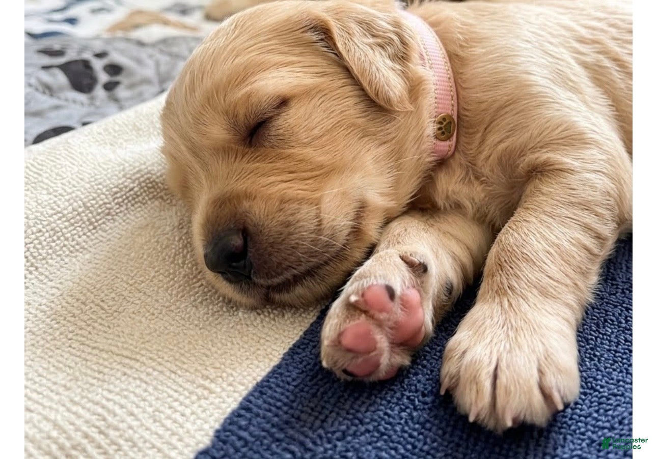 Goldendoodle dogs Minnie - Ad 38