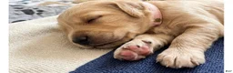 Goldendoodle dogs for sale: Minnie - Ad 1