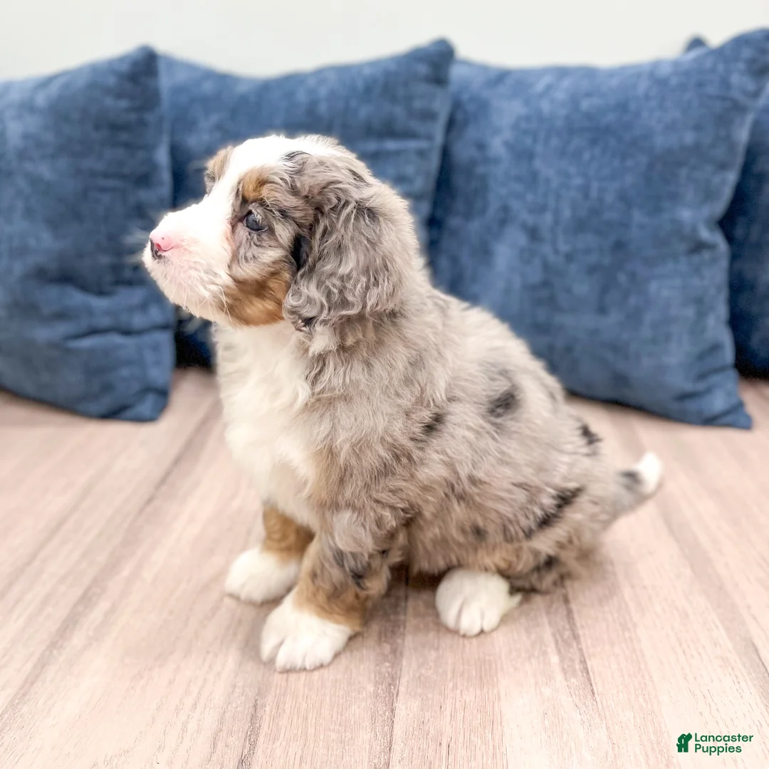 Mini Bernedoodle dogs for sale: Shelby - Ad 4