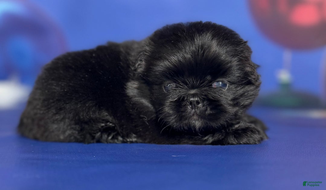 Pekingese dogs for sale: AKC DNA OFA Pablo - Ad 5