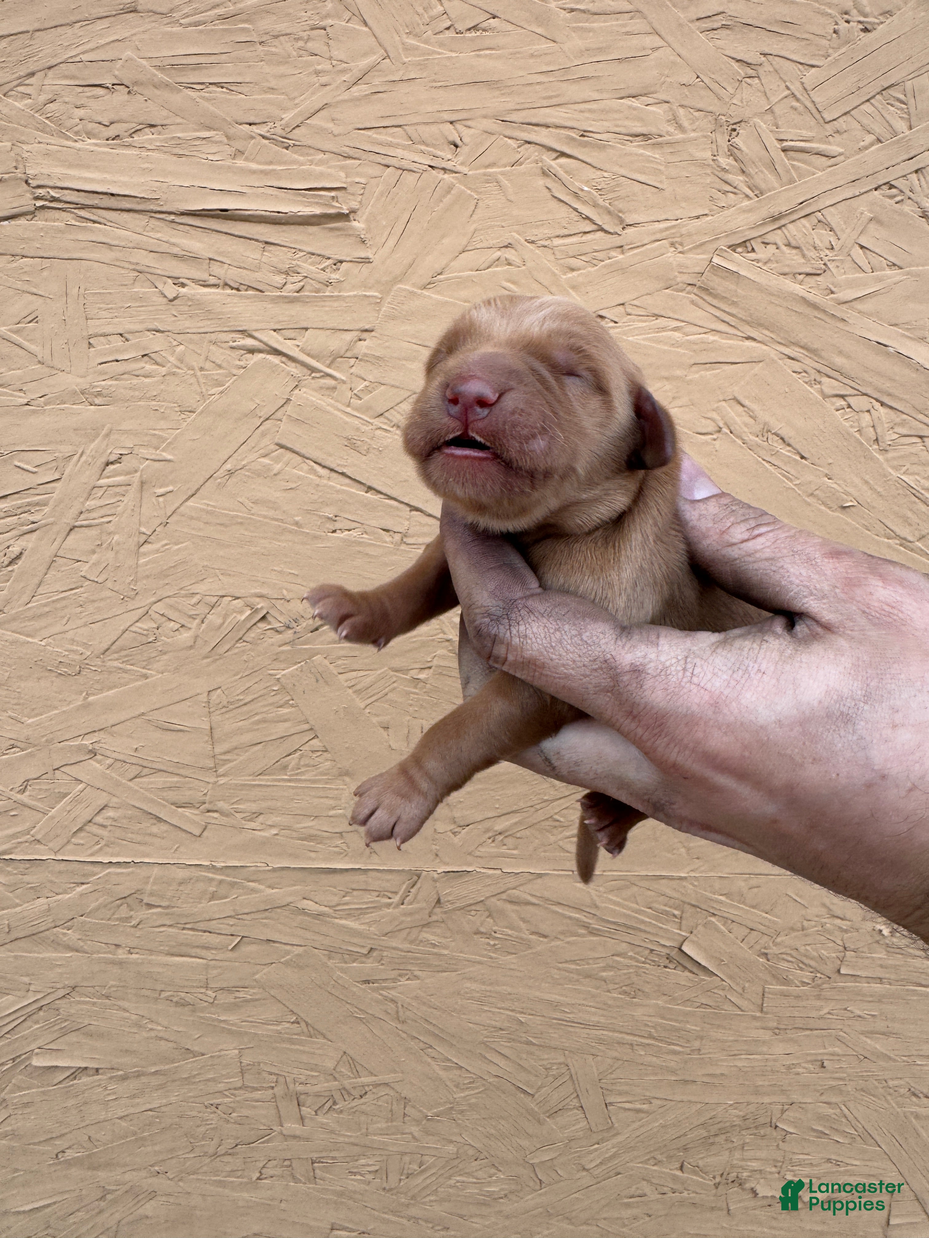 Golden Retriever dogs Iris - AKC, Genetically Clear - Ad 5