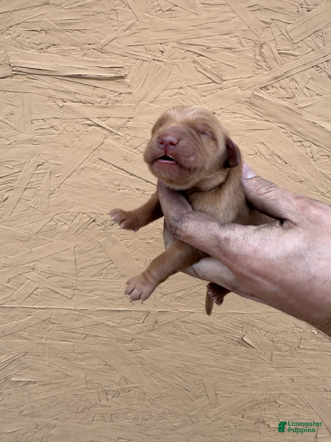 Golden Retriever dogs for sale: Iris - AKC, Genetically Clear - Ad 1