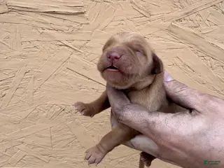 Golden Retriever dogs Iris - AKC, Genetically Clear - Ad 5