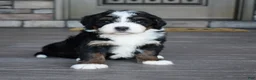 Mini Bernedoodle dogs for sale: Jewel - Ad 11