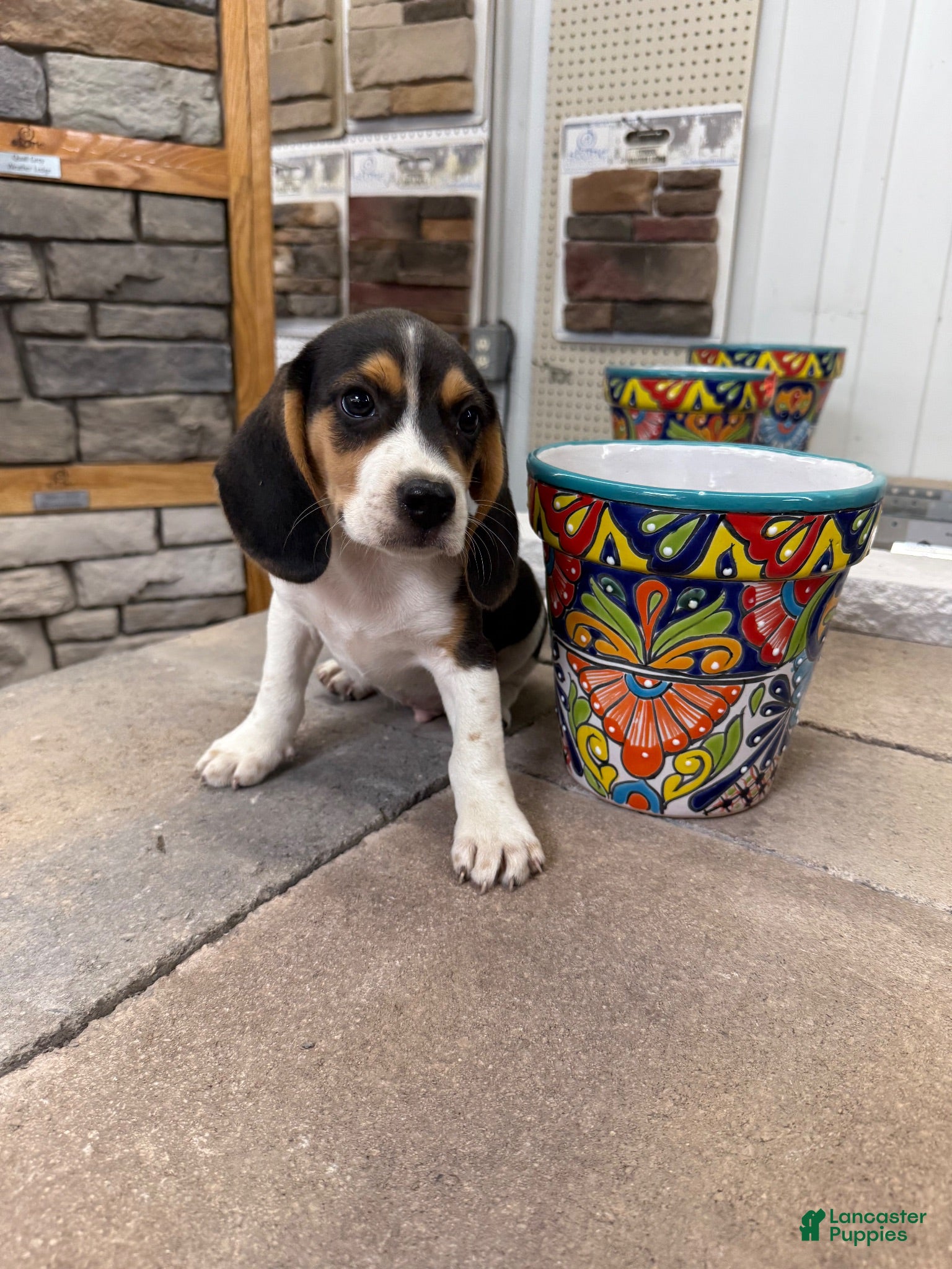 Beagle dogs AKC Sean - Ad 1