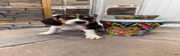 Beagle dogs for sale: AKC Sean - Ad 1