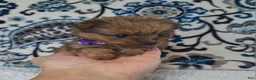 Mixed Breed dogs for sale: Lucky - Ad 3