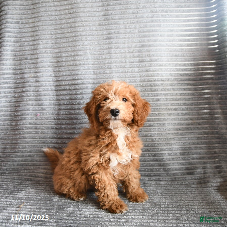 Mini Aussiedoodle dogs Cookie - Ad 23