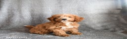 Mini Aussiedoodle dogs for sale: Cookie - Ad 1