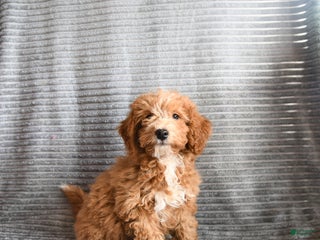 Mini Aussiedoodle dogs Cookie - Ad 36