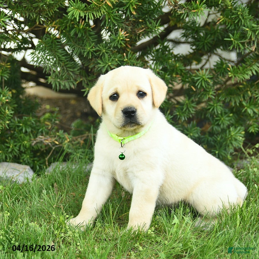 Labrador Retriever dogs Bobby  - Ad 1