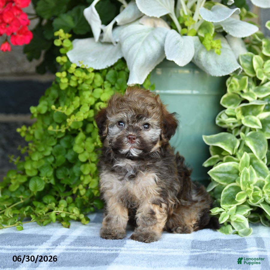 Havapoo dogs Megan - Ad 1