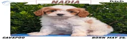 Cavapoo dogs for sale: Nadia - Ad 1
