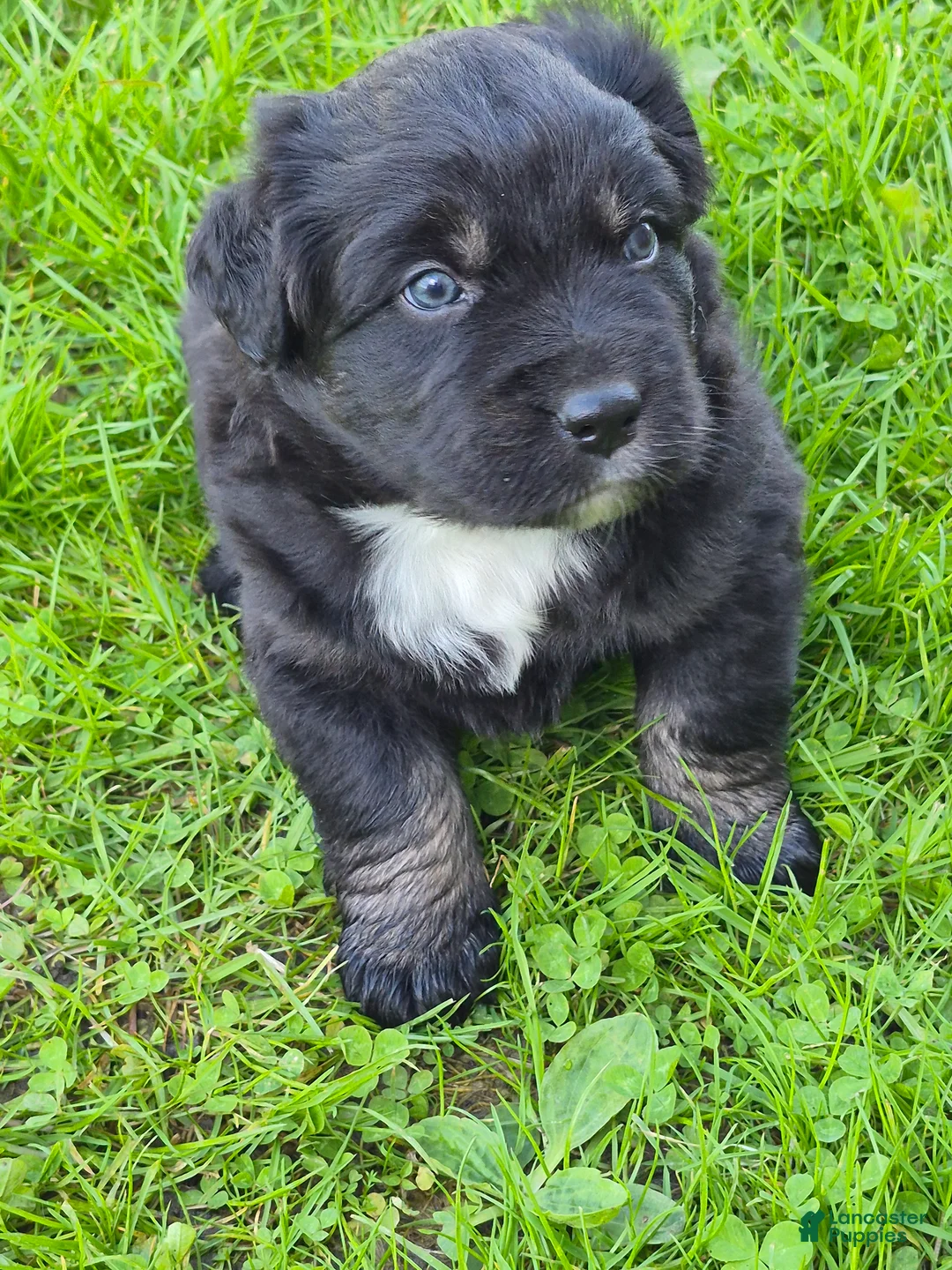 Australian Shepherd dogs for sale: Australian Shepherd Puppy 5 - Ad 2