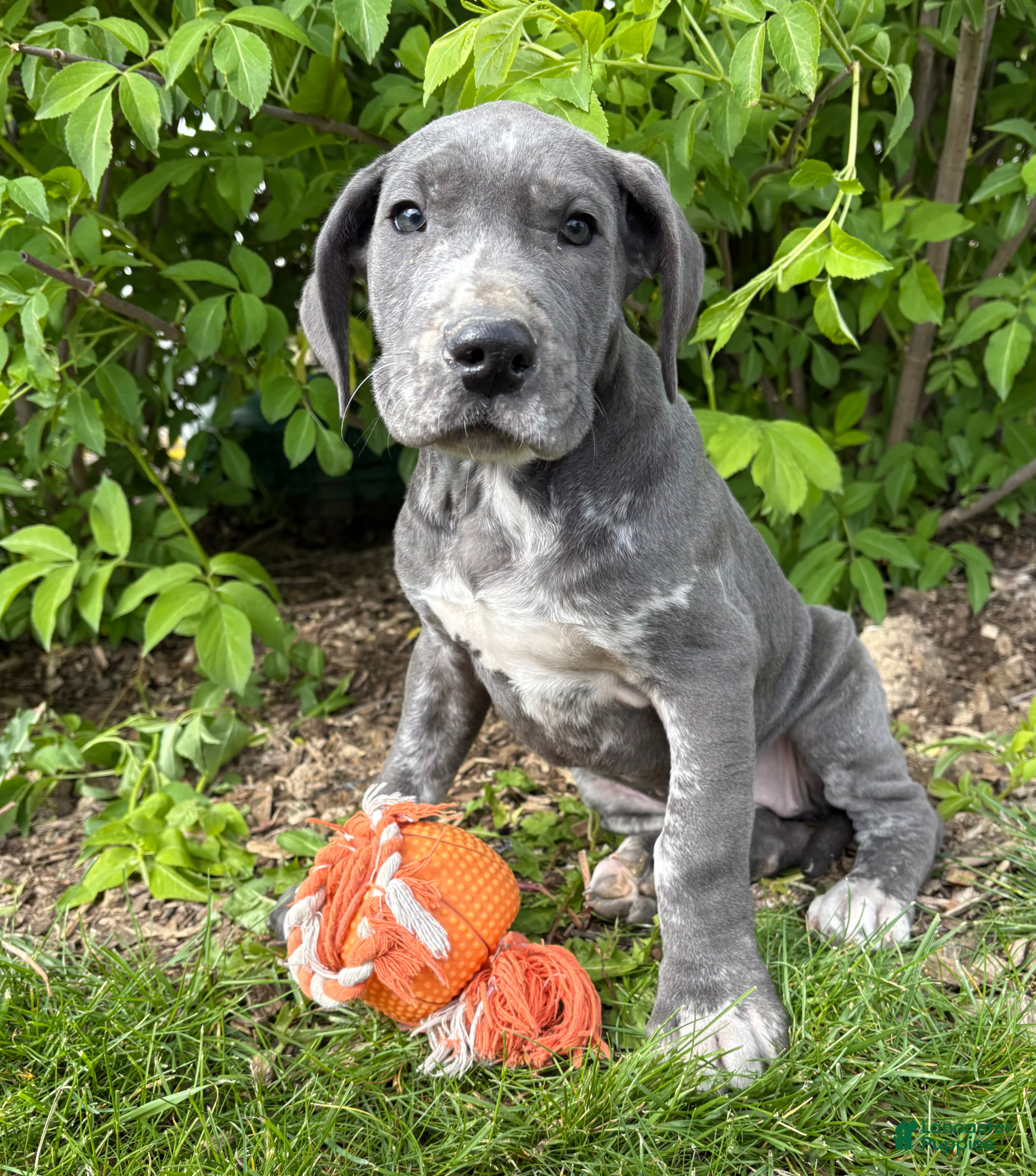 Great Dane dogs Tess - Ad 1