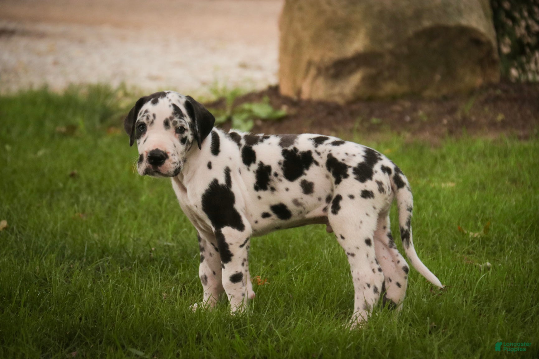 Great Dane dogs Bryce Great Dane  - Ad 2