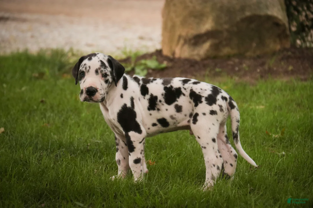 Great Dane dogs for sale: Bryce Great Dane  - Ad 2