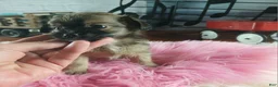 Chihuahua dogs for sale: Micro teacup chihuahua long hair. Hand Delivery  - Ad 7