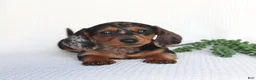 Miniature Dachshund dogs for sale: Digger - Ad 5