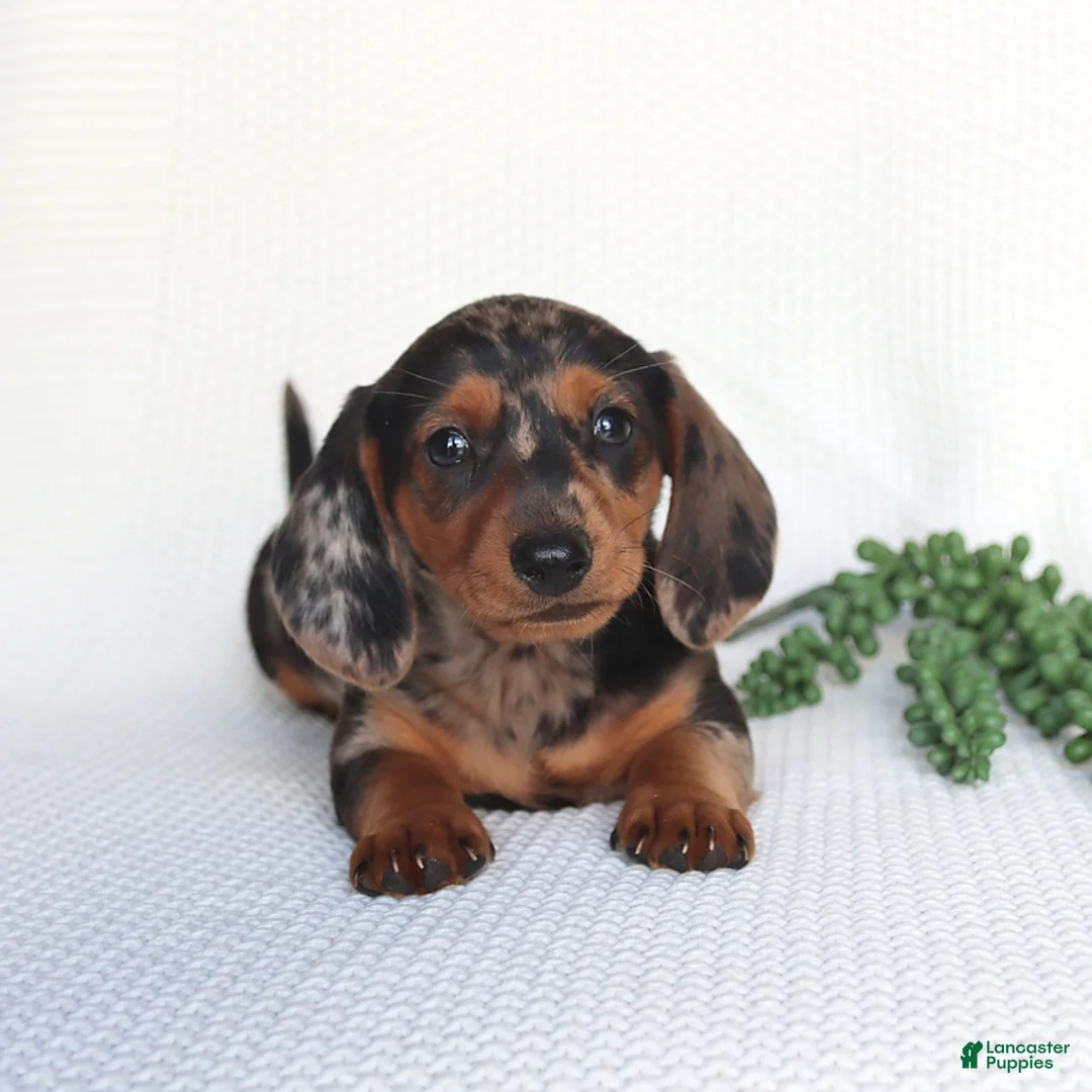 Miniature Dachshund dogs for sale: Digger - Ad 5