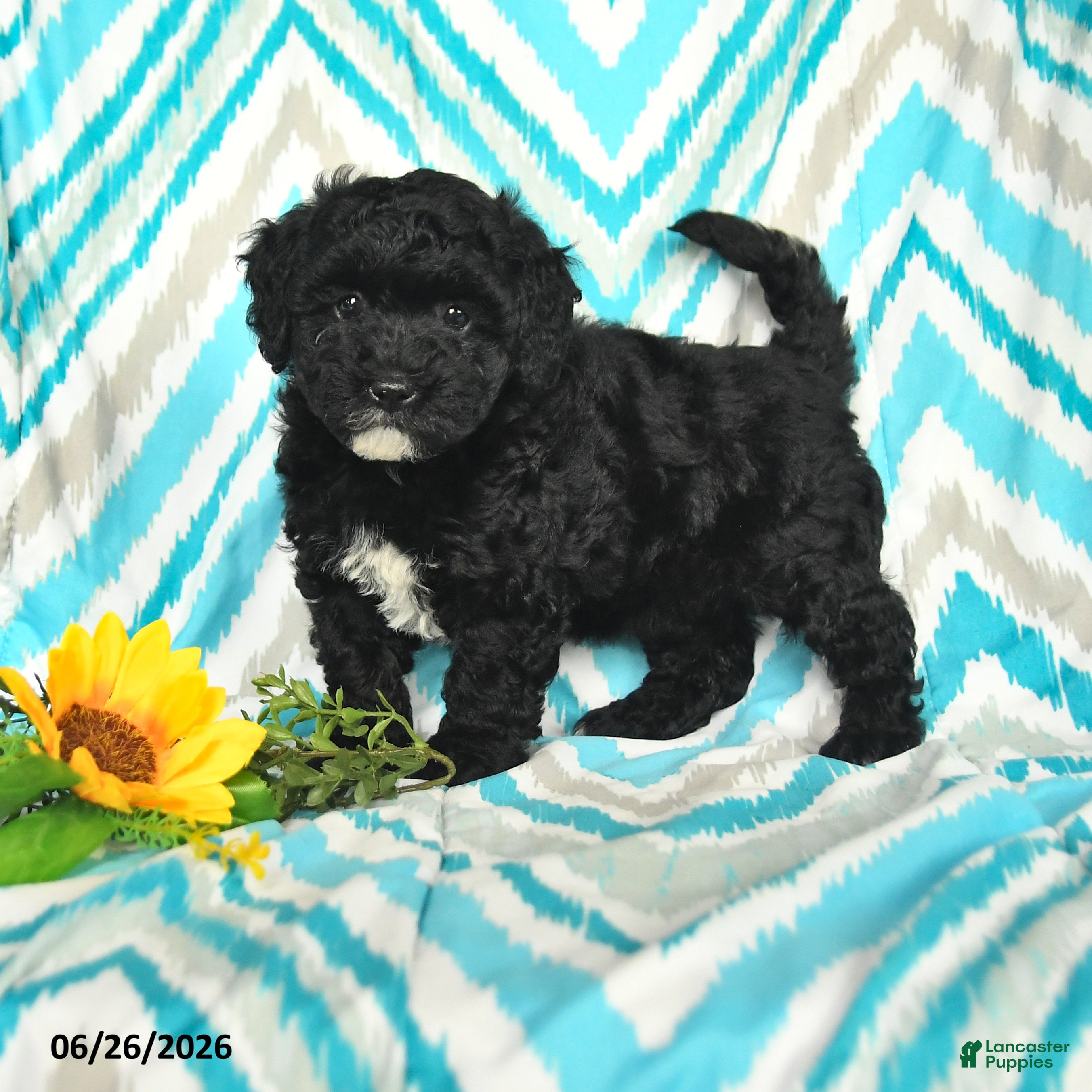 Mini Goldendoodle dogs Josie - Ad 2