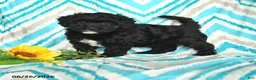 Mini Goldendoodle dogs for sale: Josie - Ad 2