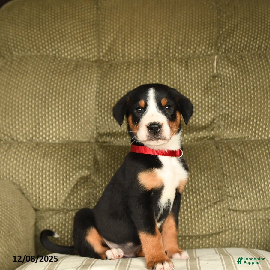 Greater Swiss Mountain Dog dogs Ranger - Ad 2