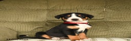 Greater Swiss Mountain Dog dogs for sale: Ranger - Ad 1