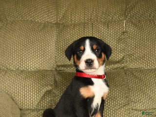 Greater Swiss Mountain Dog dogs Ranger - Ad 10