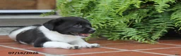 Toy Fox Terrier dogs for sale: Missy - Ad 8