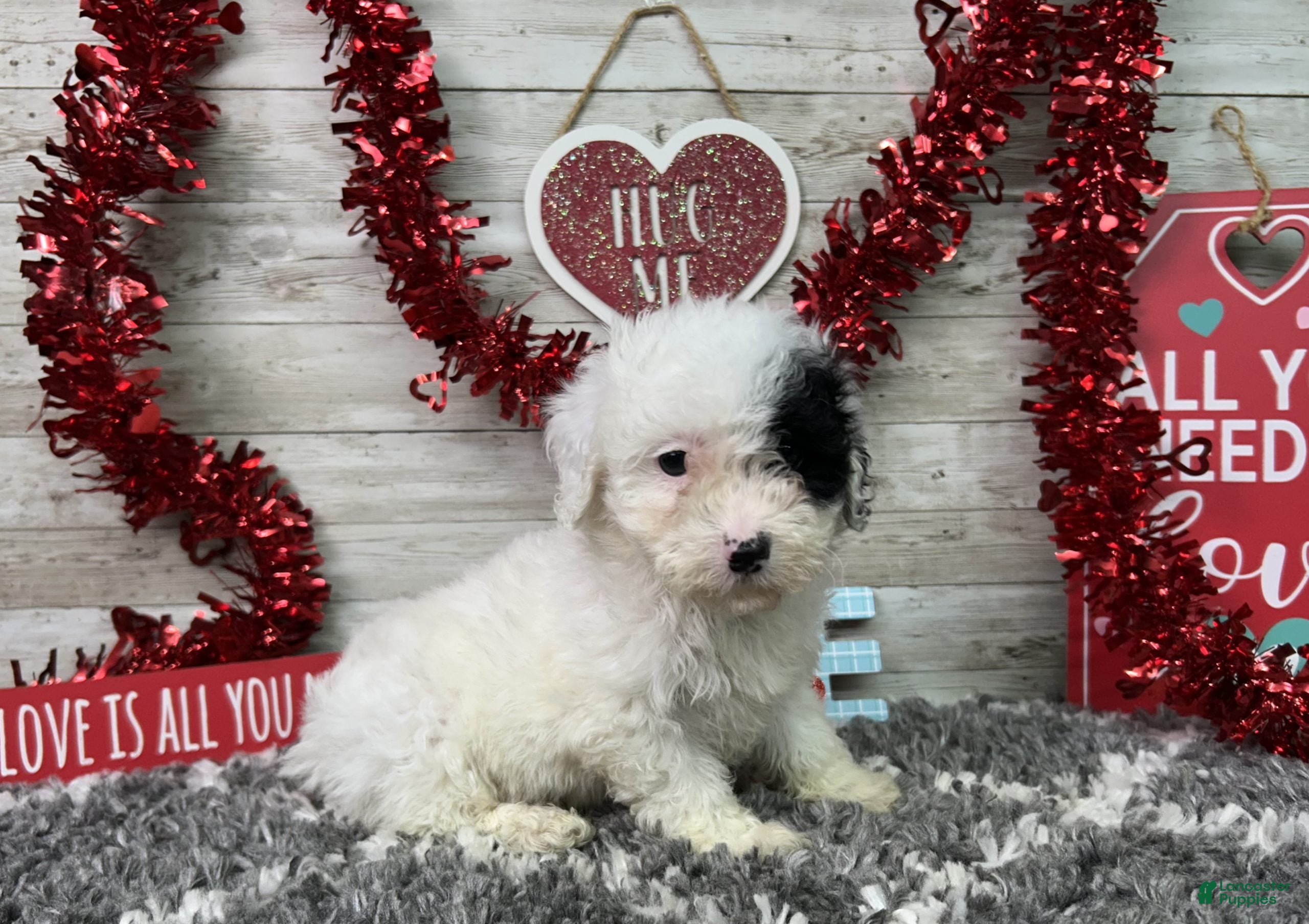 Miniature Poodle dogs Layna - Ad 4