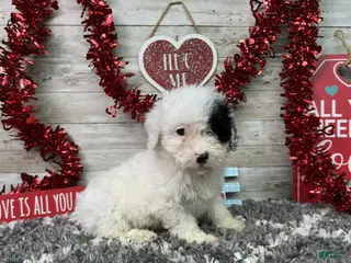 Miniature Poodle dogs Layna - Ad 4